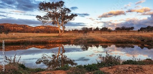 Fototapeta Australian country bush scene with large gum tree reflected in water