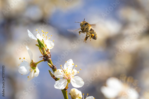 Honey Bee flying to the white flower
