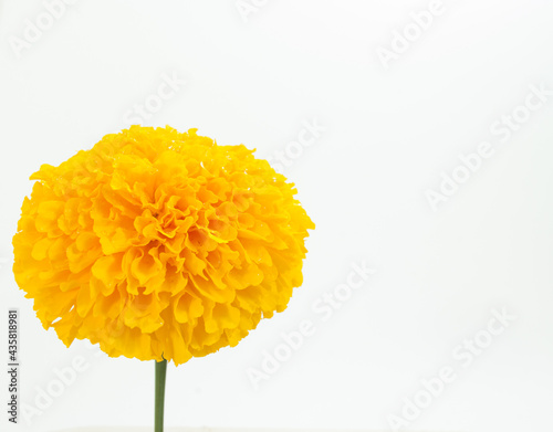 marigold