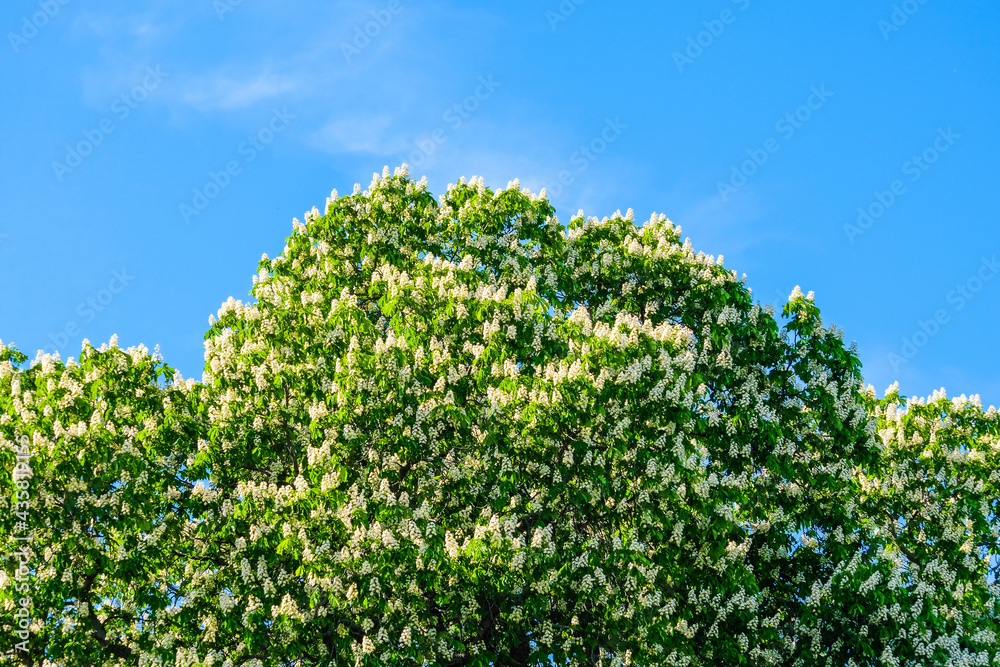 green chestnut tree and blue sky