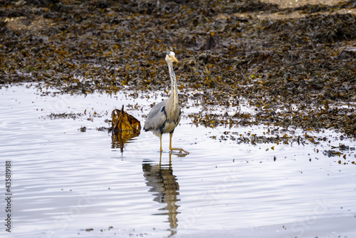 Grey Heron (Ardea cinerea) in shallow water at Restronguet Creek in Cornwall photo