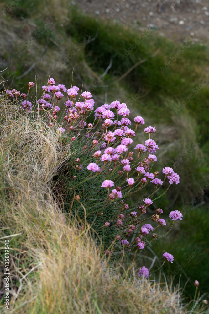 Obraz premium Sea Pinks (Armeria) flowering in springtime at Pendennis Point near Falmouth in Cornwall