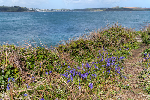 Bluebells flowering in springtime along the coast at Pendennis Point near Falmouth photo