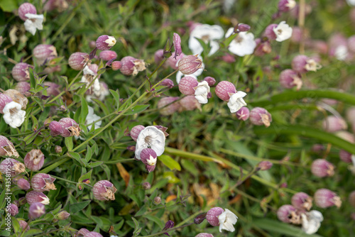Sea Campion (Silene uniflora) growing by the coast at Pendennis Point in Falmouth, Cornwall