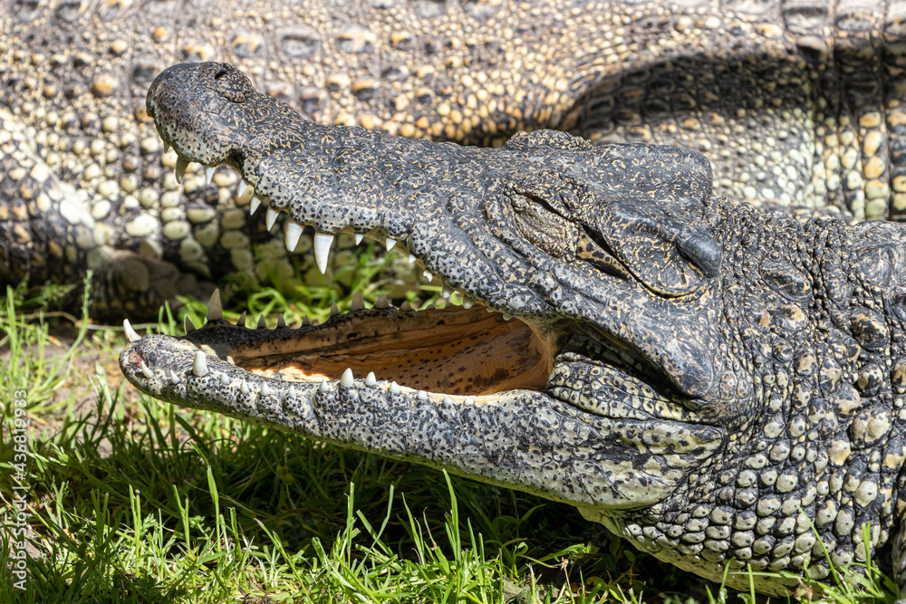 Obraz premium Krokodyl kubański (Crocodylus rhombifer), niewielki gatunek krokodyla endemiczny dla Kuby