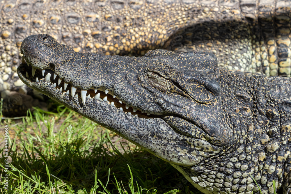 Obraz premium The Cuban crocodile (Crocodylus rhombifer), small species of crocodile endemic to Cuba