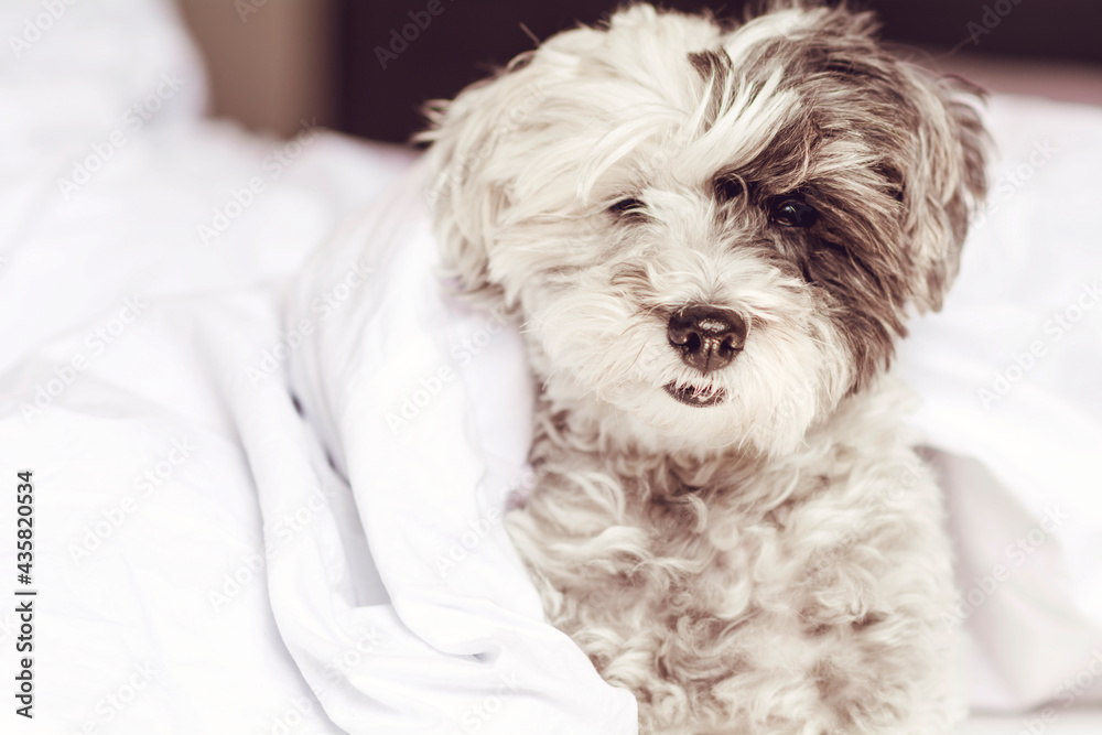 White Havanese Dog Sleeping in a Human Bed White Havanese Dog Sleeping in a Human Bed