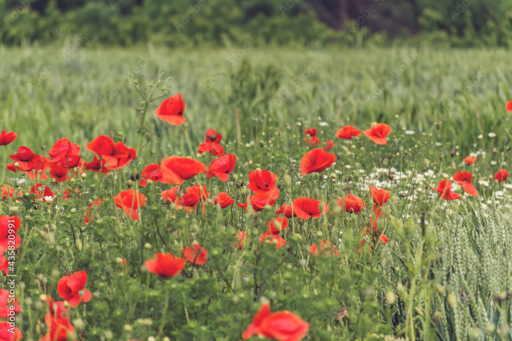 Poppy Flowers in a Green Summer Meadow Background 