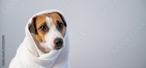 Portrait of a cute dog Jack Russell Terrier wrapped in a white terry towel on a white background