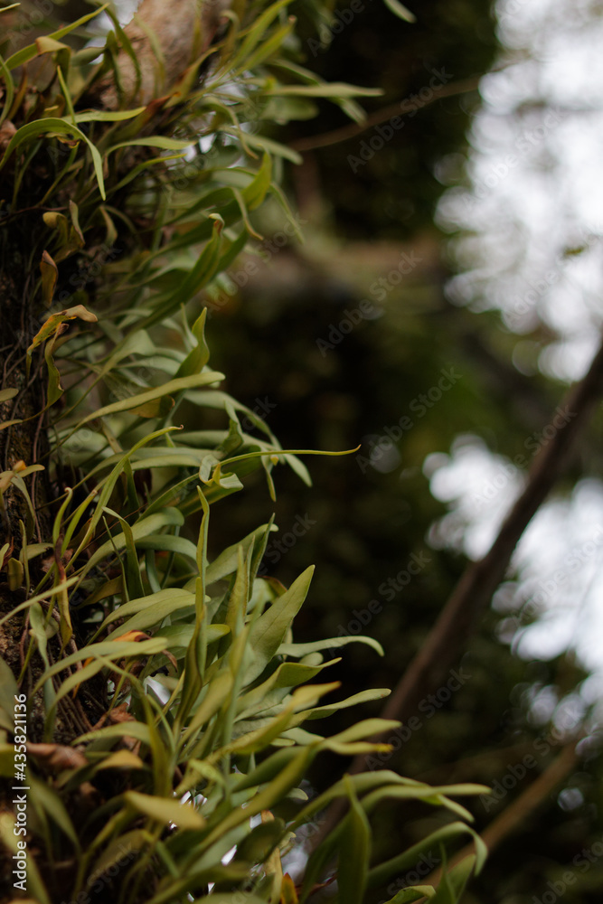 A parasite plant attached to a large tree to survive. A parasite plant attached to a large tree to survive.
