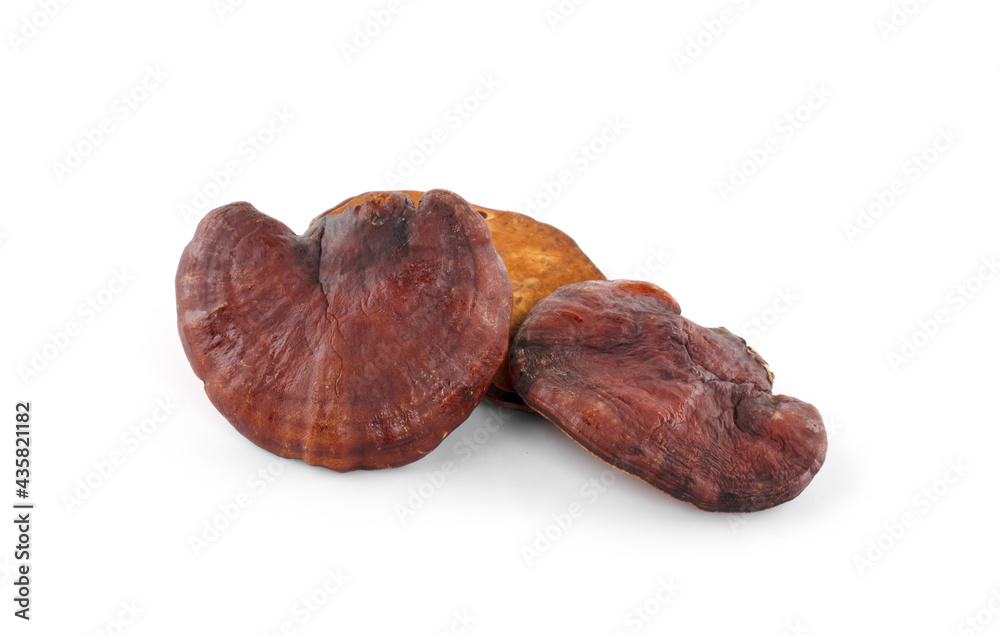 Ganoderma Lucidum Mushroom isolated on white background Ganoderma Lucidum Mushroom isolated on white background