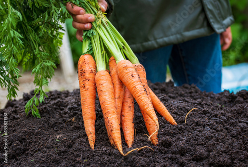Wallpaper Mural A hand carry fresh harvest carrot with soil from home garden, black ground background. Torontodigital.ca