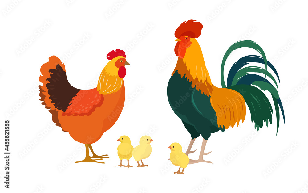 Fototapeta premium Rooster with hen and three chicks. Poultry farm characters. Vector illustration on white background