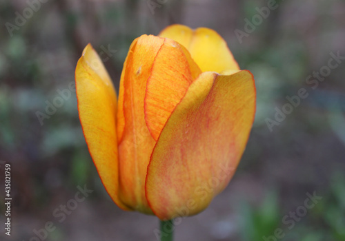 Blushing Apeldoorn golden-yellow and orange tulip with red edge blooming flower blossom in spring garden #435821759