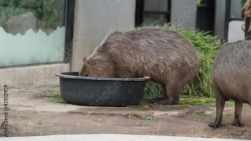 Capybara Life. capybaras walking and swimming. Their pig-shaped bodies are adapted for life in bodies of water found in forests. native to South America. largest rodent in the world.  photo