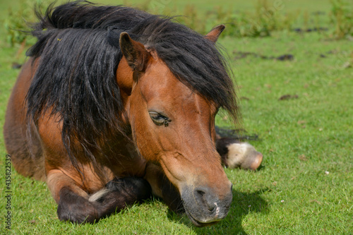 Overweight sleeping pony in a field in the summer. 