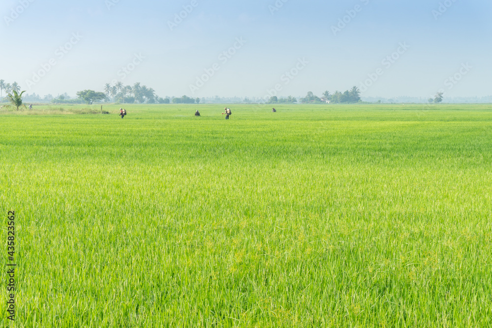 green field with blue sky