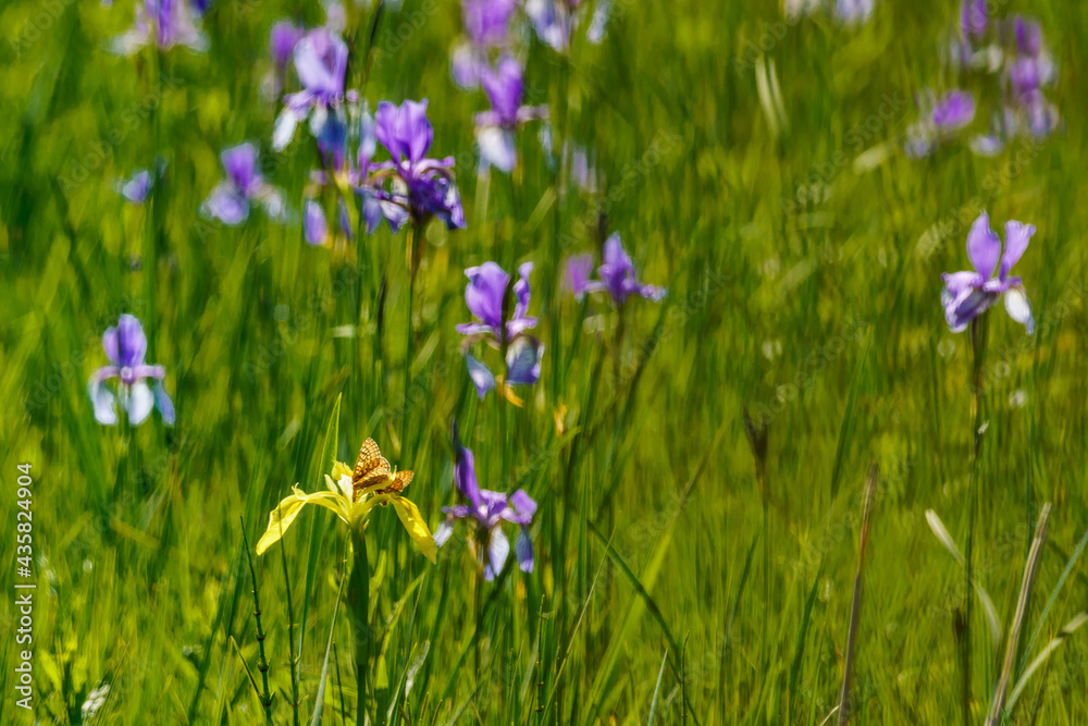 isolated yellow iris on field with booming blue Siberian iris and green background. auf der gelben Lilie sitzen zwei goldene Scheckenfalter. in the high moor of Rhine valley by the lake of Constance isolated yellow iris on field with booming blue Siberian iris and green background. auf der gelben Lilie sitzen zwei goldene Scheckenfalter. in the high moor of Rhine valley by the lake of Constance
