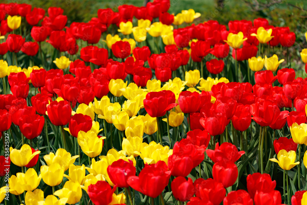 Field with beautiful red and yellow tulip flowers Field with beautiful red and yellow tulip flowers