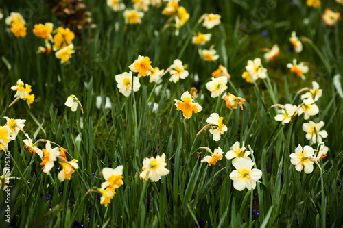 Many white flowers of beautiful daffodils in a flowerbed