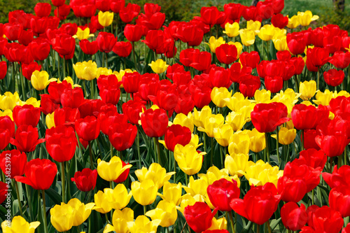 Field with beautiful red and yellow tulip flowers