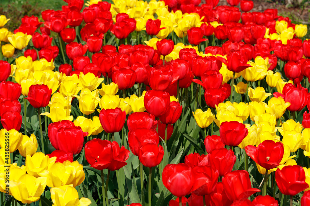 Field with beautiful red and yellow tulip flowers Field with beautiful red and yellow tulip flowers