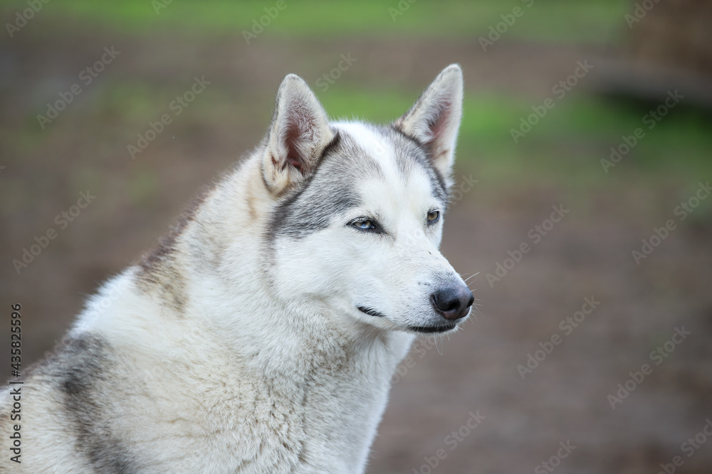 Siberian husky on a background of forest and grass. Friendship forever. 