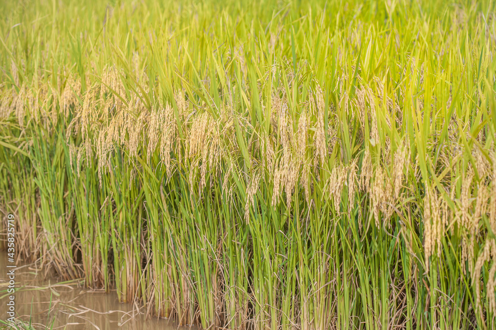 Paddy field in the summer Paddy field in the summer