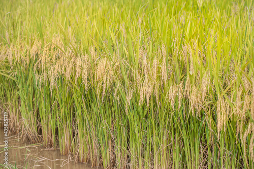 Paddy field in the summer
