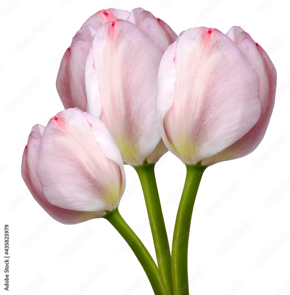 Pink tulips flowers on white isolated background with clipping path. Closeup. For design. Nature. Pink tulips flowers on white isolated background with clipping path. Closeup. For design. Nature.