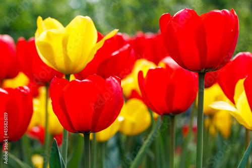 Flowerbed with beautiful red and yellow tulip flowers