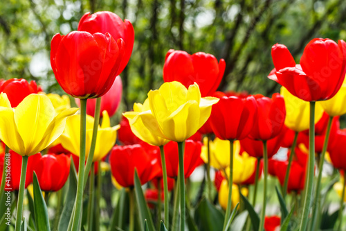 Flowerbed with beautiful red and yellow tulip flowers