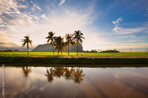 paddy field and countryside 
