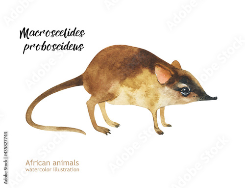 Elephant shrew - Macroscelides proboscideus - isolated on watercolor illustration. photo