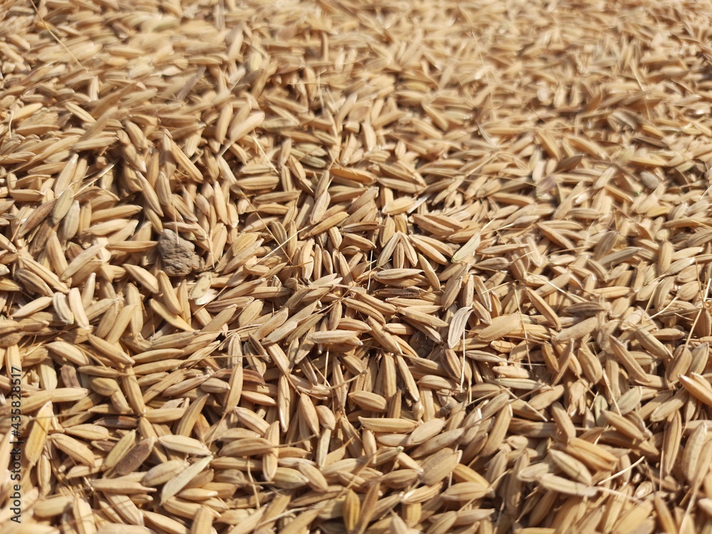 rice grains isolated, closeup shot