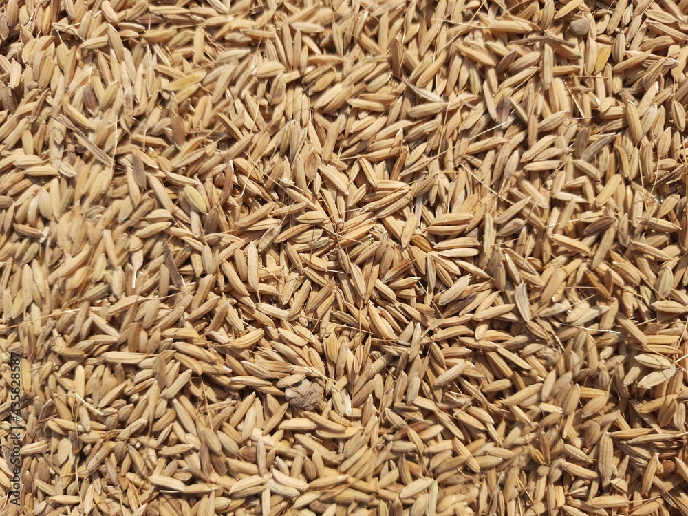 rice grains isolated , closeup shot