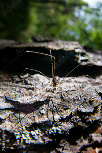 A spider with long legs is crawling along the bark of a tree. Clear sunny day. Small shadows from the legs are visible. There is copy space. © shaploff