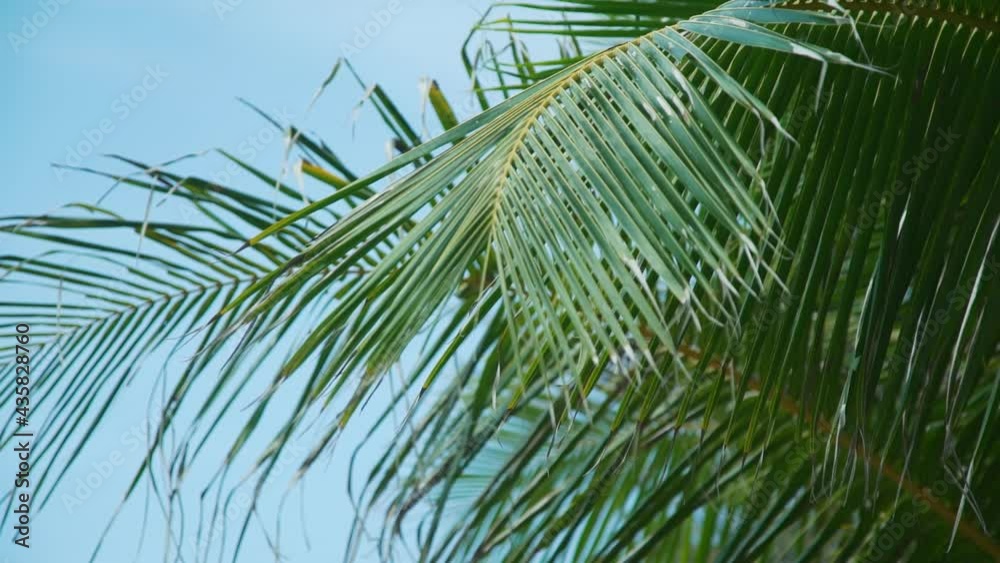 Palm tree leaves,Coconut palm tree on clear wild white sand beach Palm tree leaves,Coconut palm tree on clear wild white sand beach