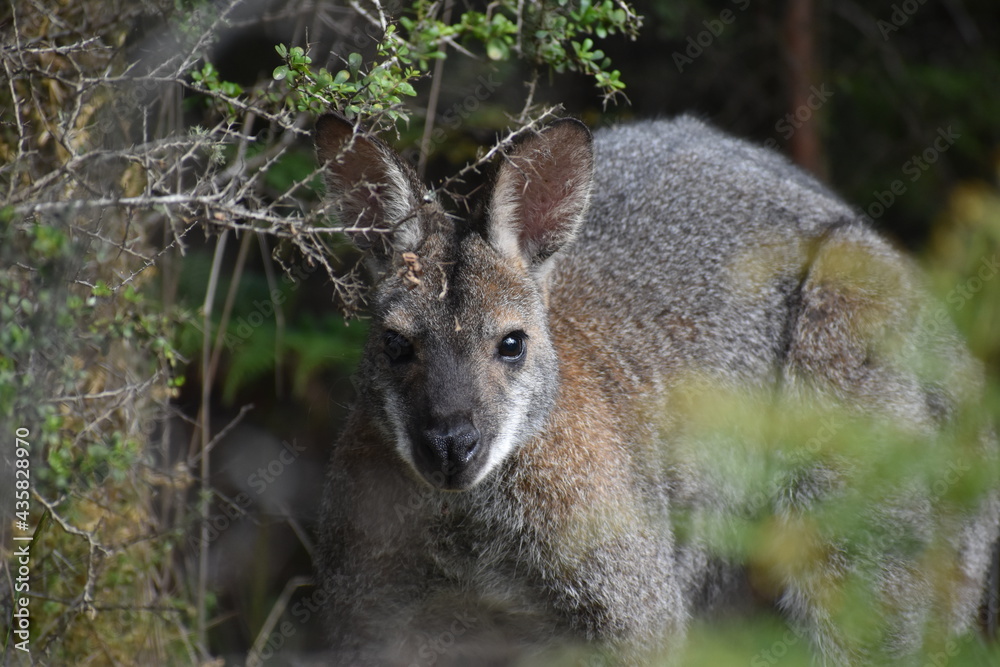 kangaroo in Australia