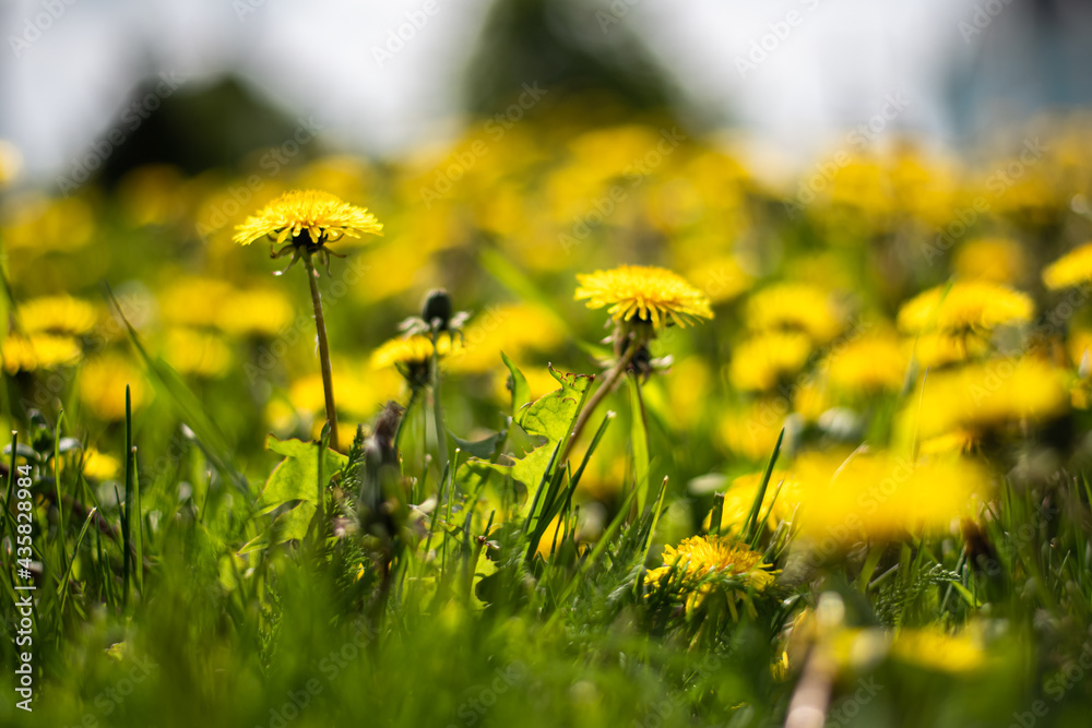 beautiful defocus floral background. Blooming spring flowers beautiful defocus floral background. Blooming spring flowers