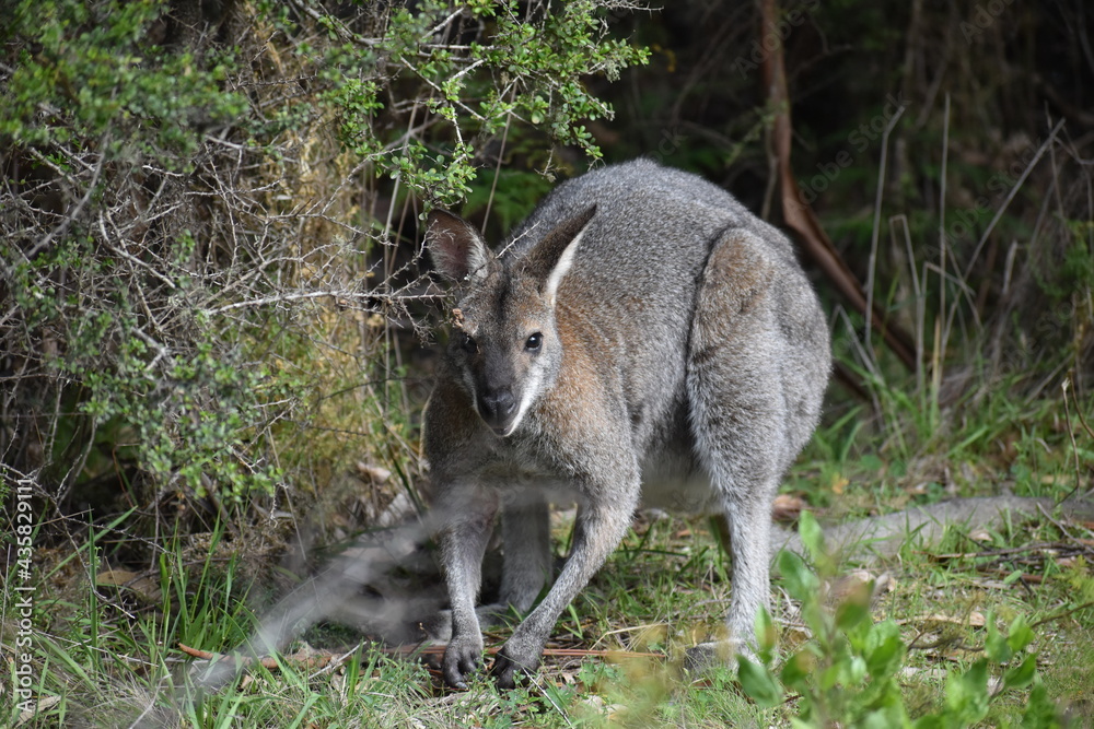 kangaroo in Australia