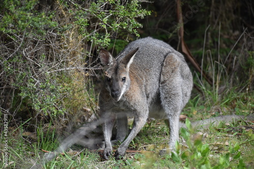 kangaroo in Australia