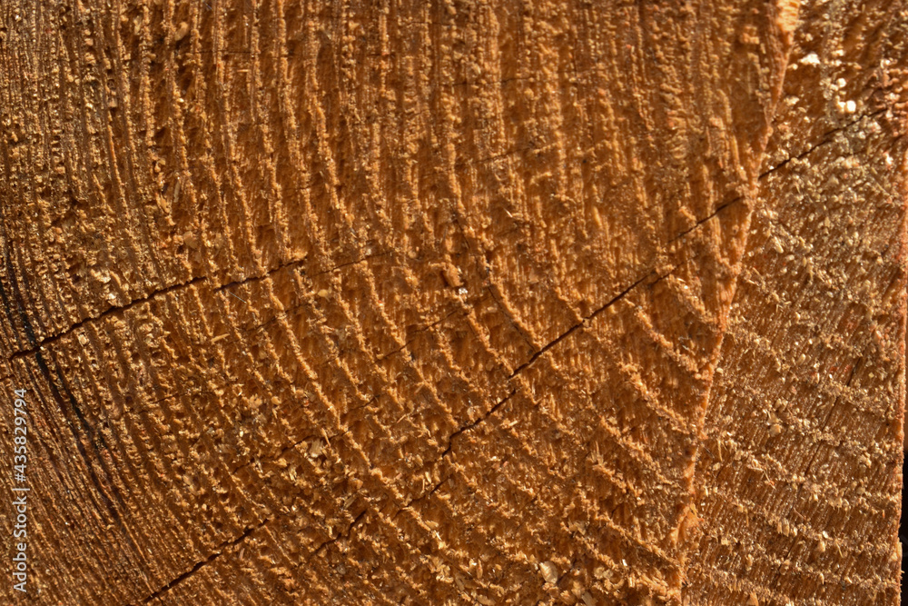 Naklejka premium Tree rings old weathered wood texture with the cross section of a cut log.