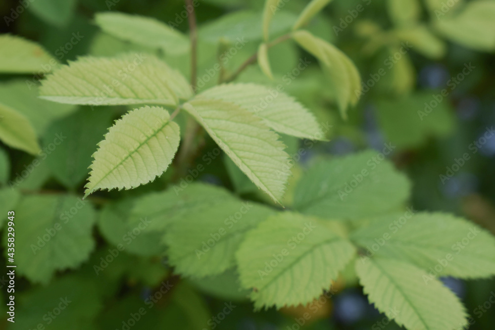 the leaves of the flowering rosehip. green bright nature the leaves of the flowering rosehip. green bright nature