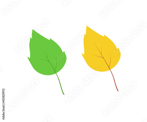 Green and yellow aspen birch leaf isolated on white, vector illustration concept of the transition of summer to autumn.