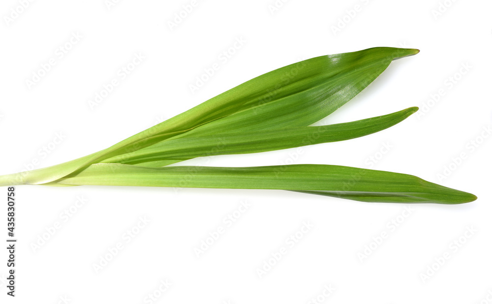 Herbstzeitlose, Colchicum, autumnale Herbstzeitlose, Colchicum, autumnale