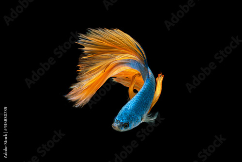 Obraz na płótnie Betta fish, siamese fighting fish betta isolated on black background.