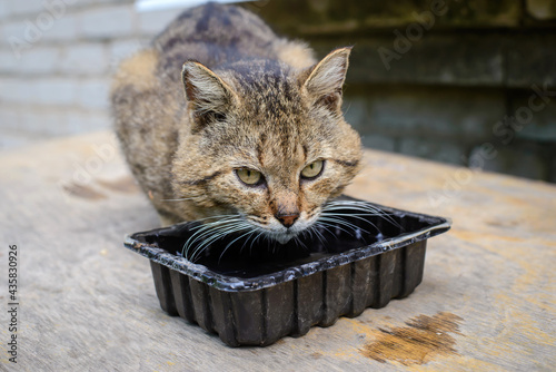 Fototapeta Naklejka Na Ścianę i Meble -  Cat drinks water on the street