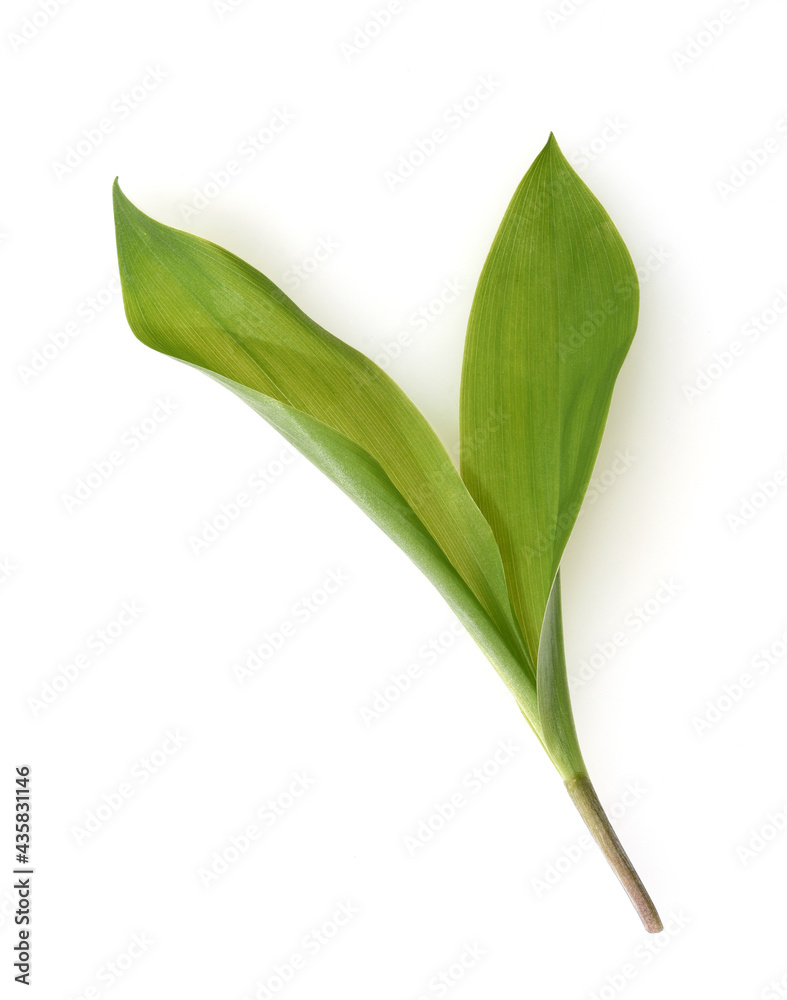 Maigloeckchen, Convallaria majalis