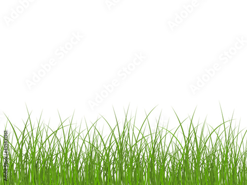 Super realistic, detailed fresh green vector grass. Vector bright green realistic seamless grass border isolated on white background